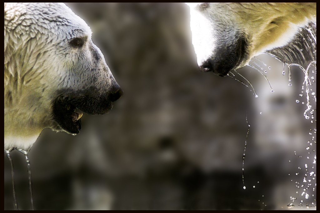 polar bears Pt. Defiance Zoo and Aquarium, WA Gerald Wiley
