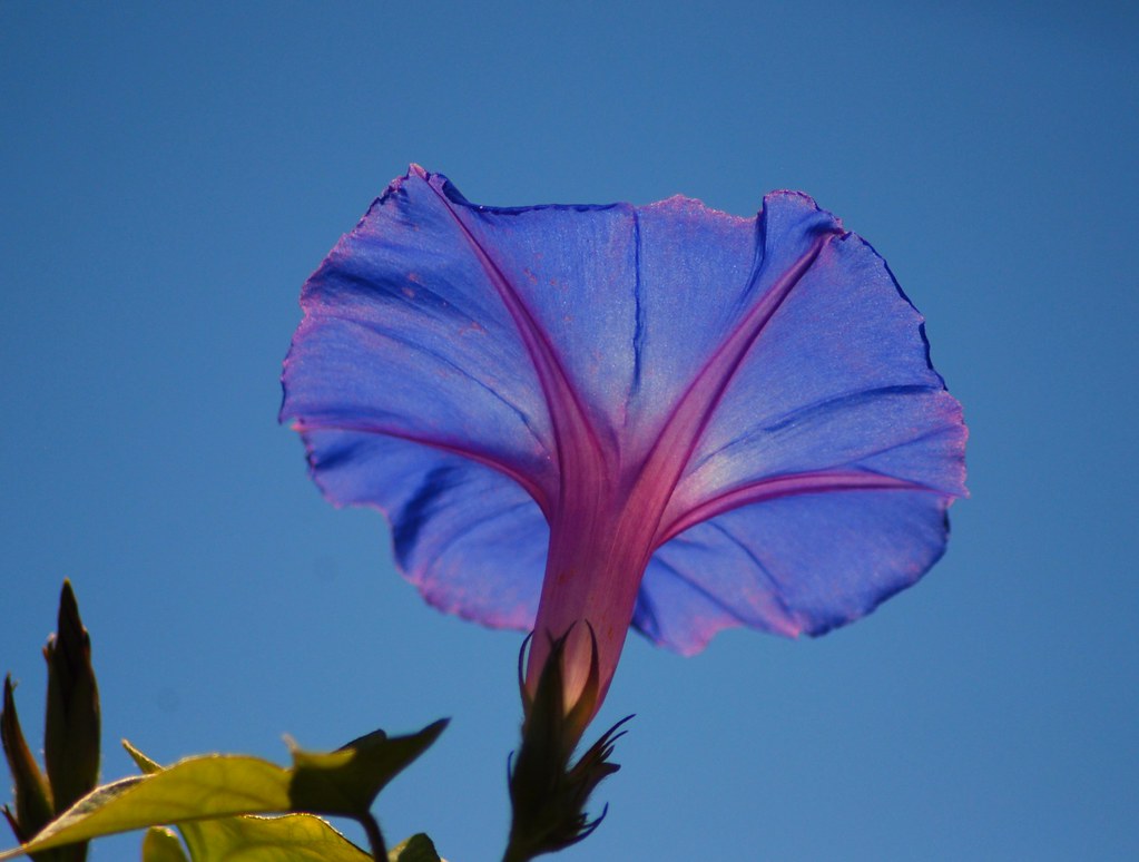 Morning Glory Sakamoto Nursery. Los Gatos, Ca. Blue on Blu… Alan