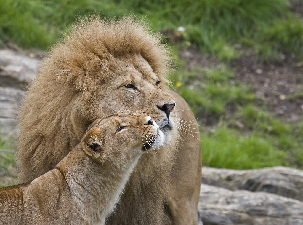 Lions Hugging
