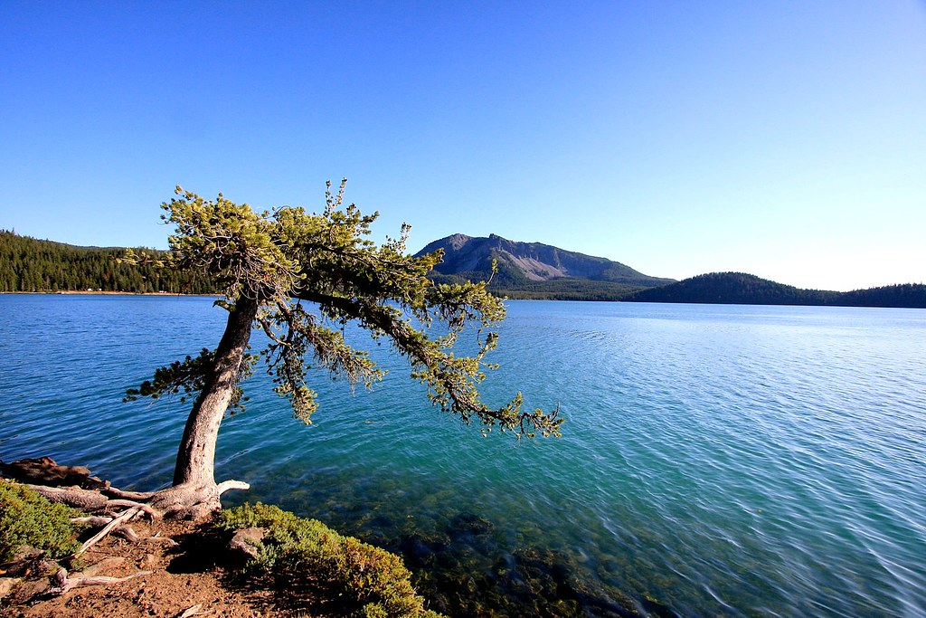 Paulina lake, Oregon Lone tree on the shore of Paulina lak… et078