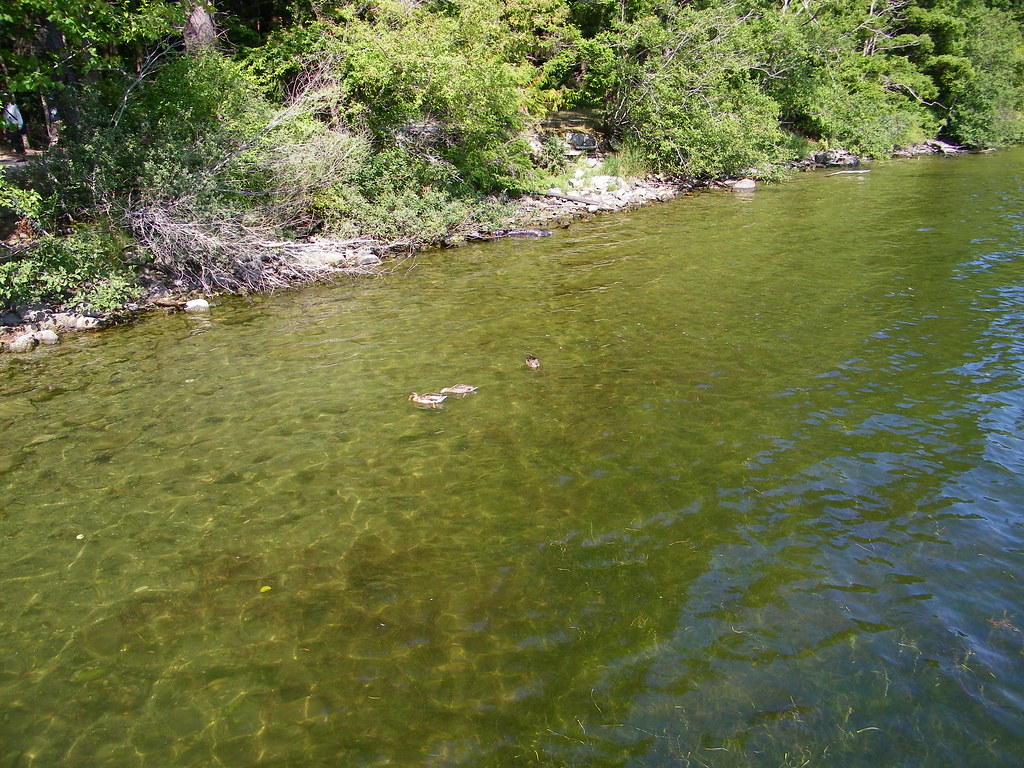 Just Ducky floodllama Flickr