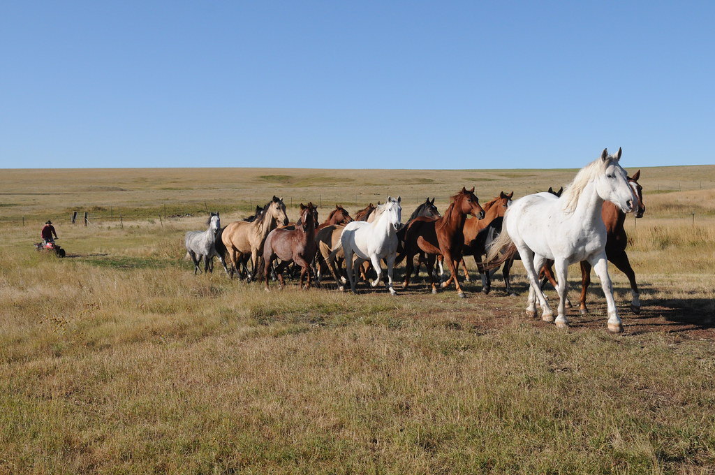 DSC_7176shane runs the horses at the Skelton Ranch Shane g… Flickr