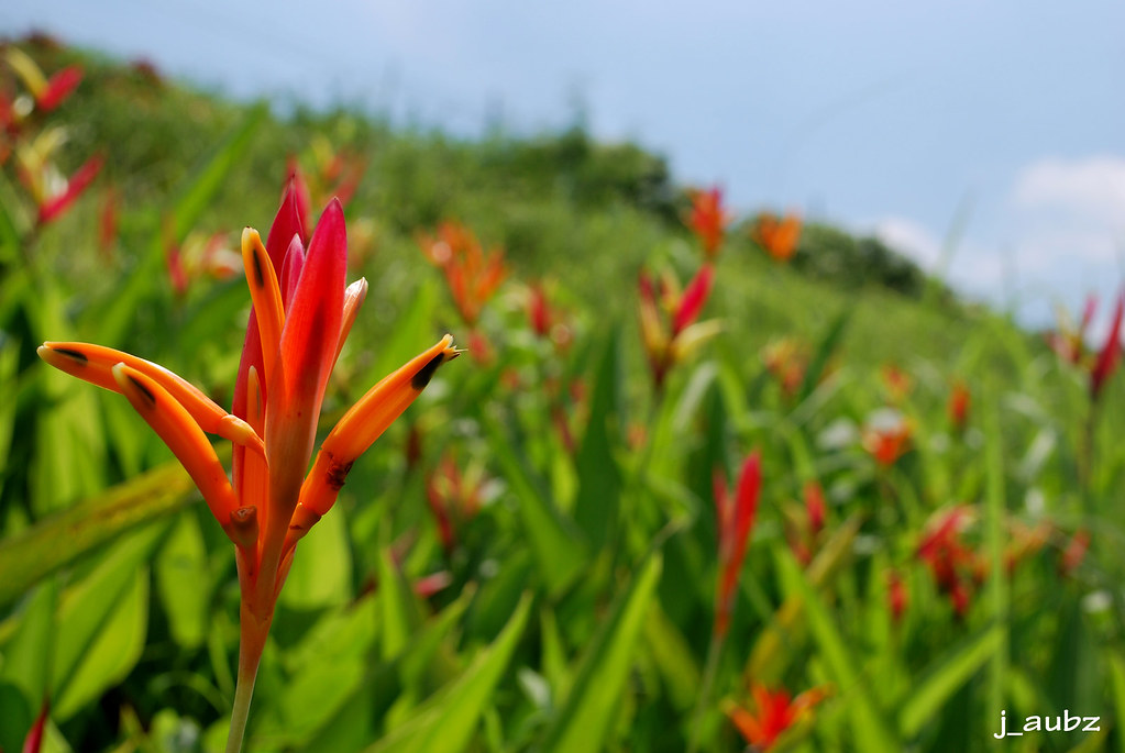 Orange Bird of Paradise Scientific Name Strelitzia