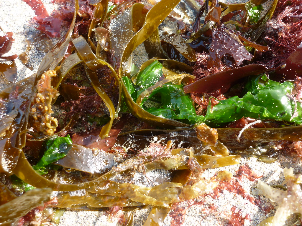 Seaweed Flotsam 1 Lamorna Some seaweeds strewn amongst the… Flickr