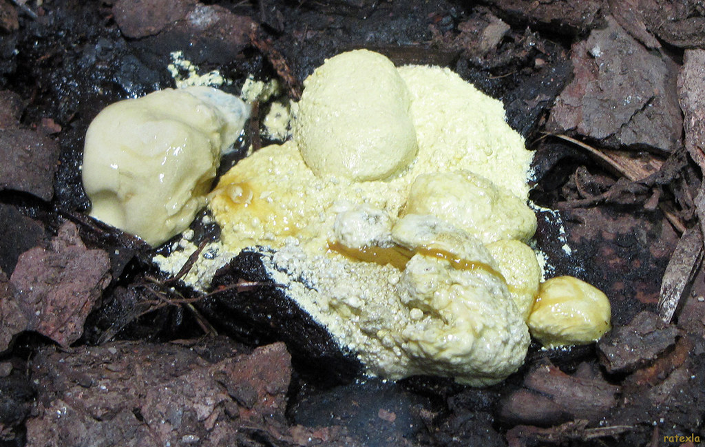 20090311_20k Snake shit at science center Universeum Got… Flickr