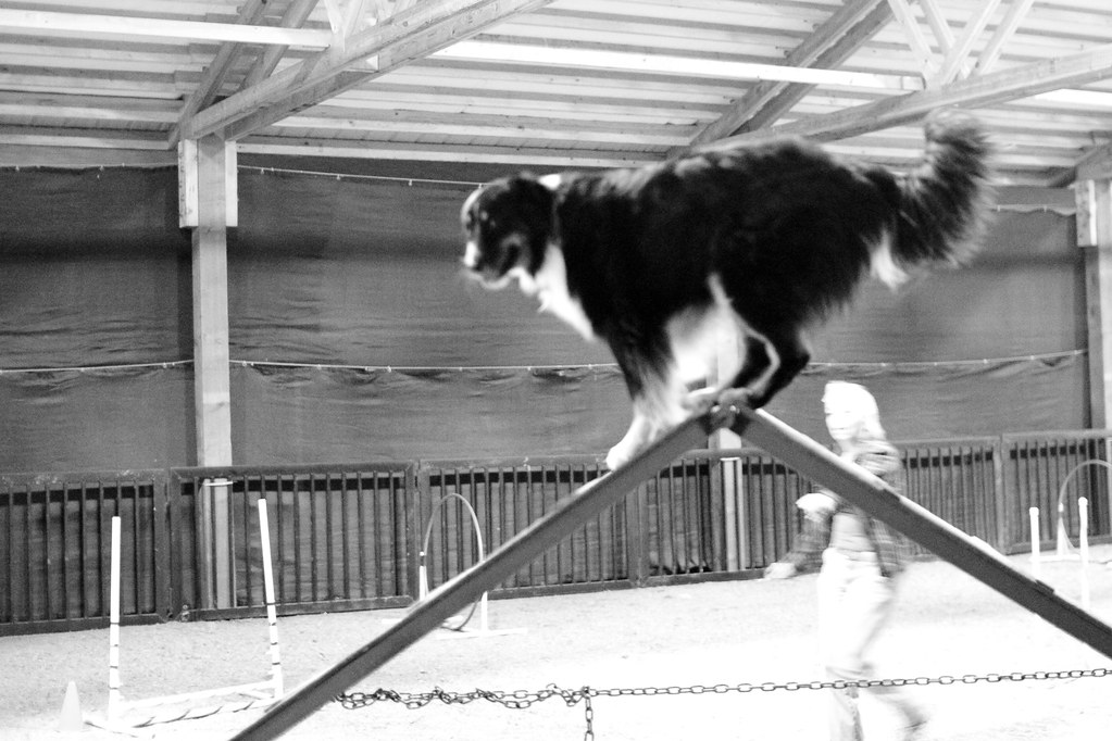 Family Dog Training Center agility demo day Kris