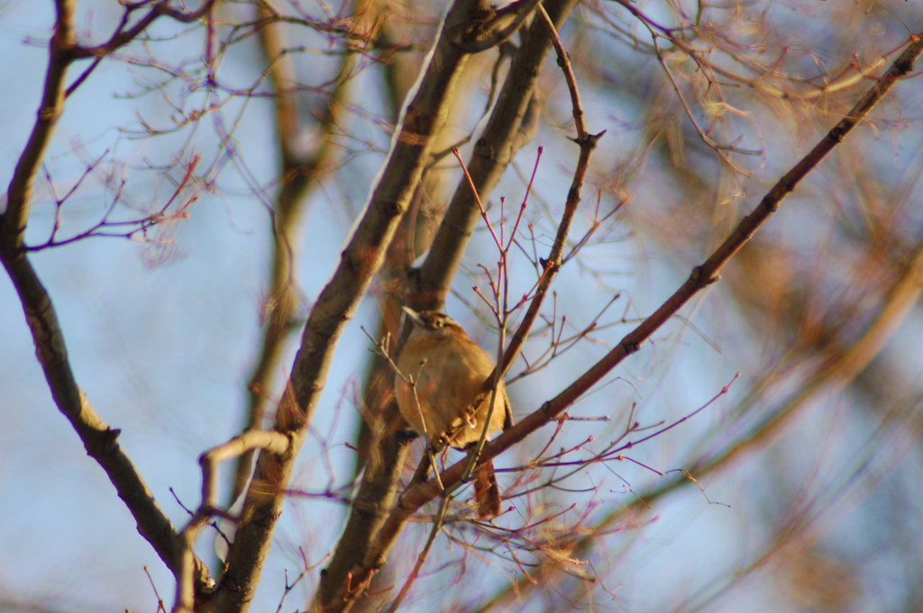 DSC_8681, house wren 2009Feb04, singing for mate, he and I… Flickr