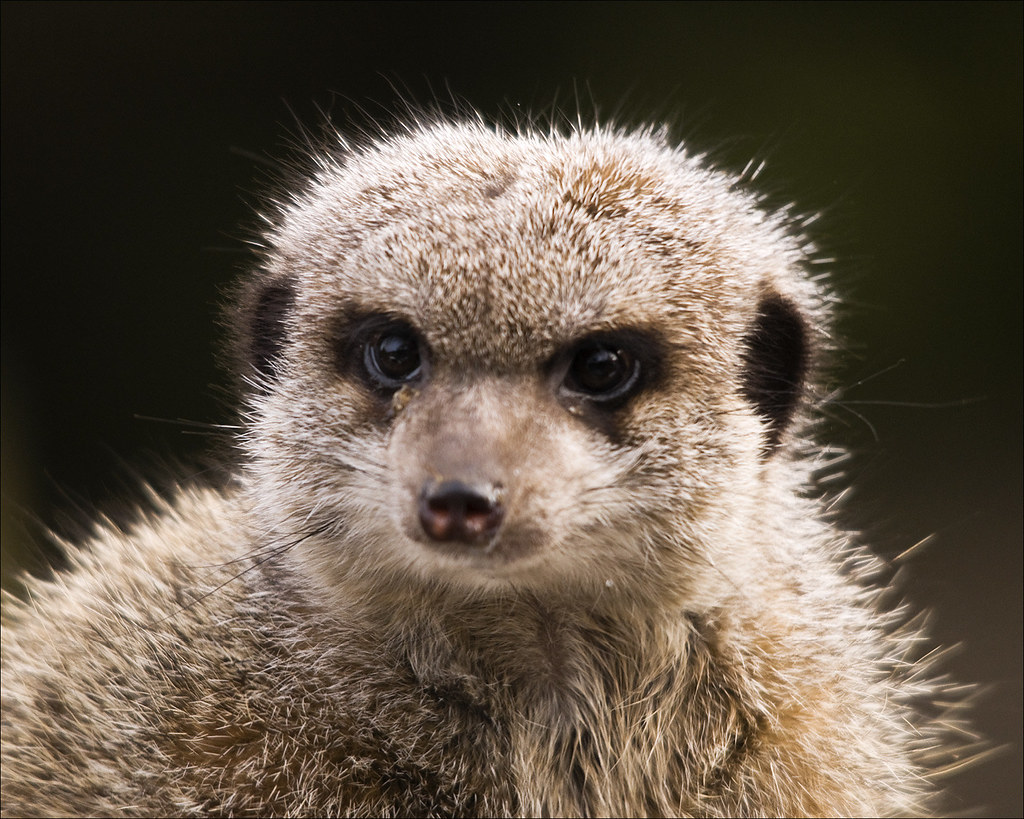 Meerkat Taken at Belfast Zoo. Etrusia UK Flickr