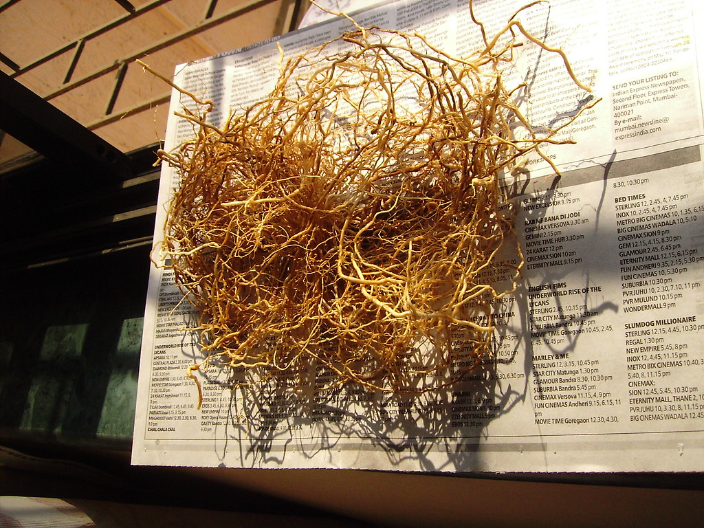 vetiver root harvest trimmed roots from a clump, cleaned a… Flickr