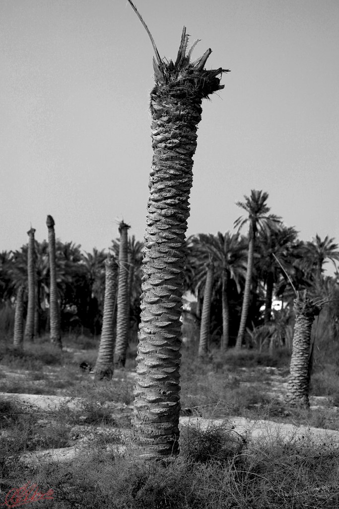 Trees Die Standing Ausamah Alabsi Flickr