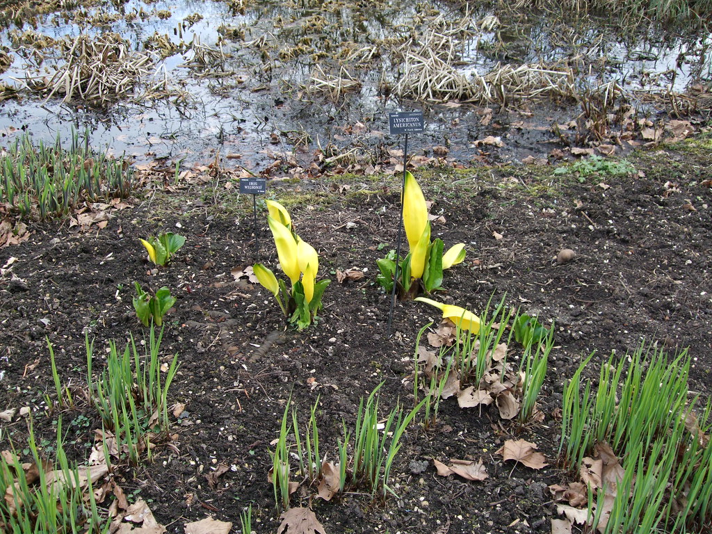 Western Skunk Cabbage, Oxford Botanical Garden. Western Sk… Flickr