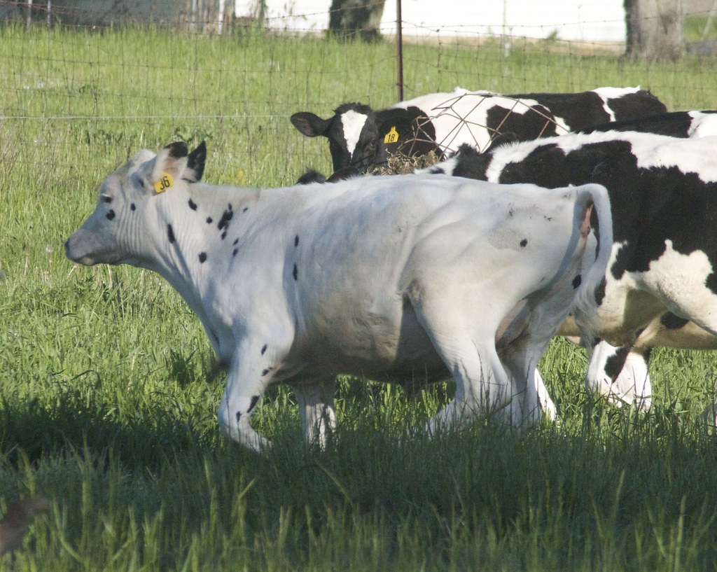 Holstein Steers Jean Flickr