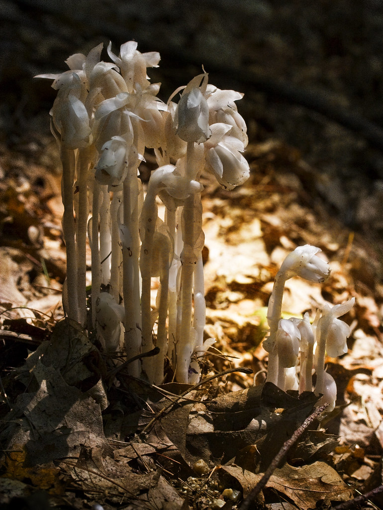 monotropa uniflora Called Ghost Plant, Indian Pipe
