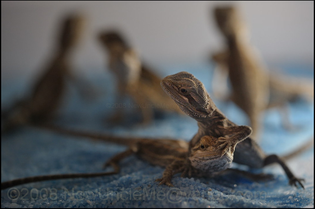 Juvenile Bearded Dragons August 24, 2008 Daytona Beach, Fl… Flickr