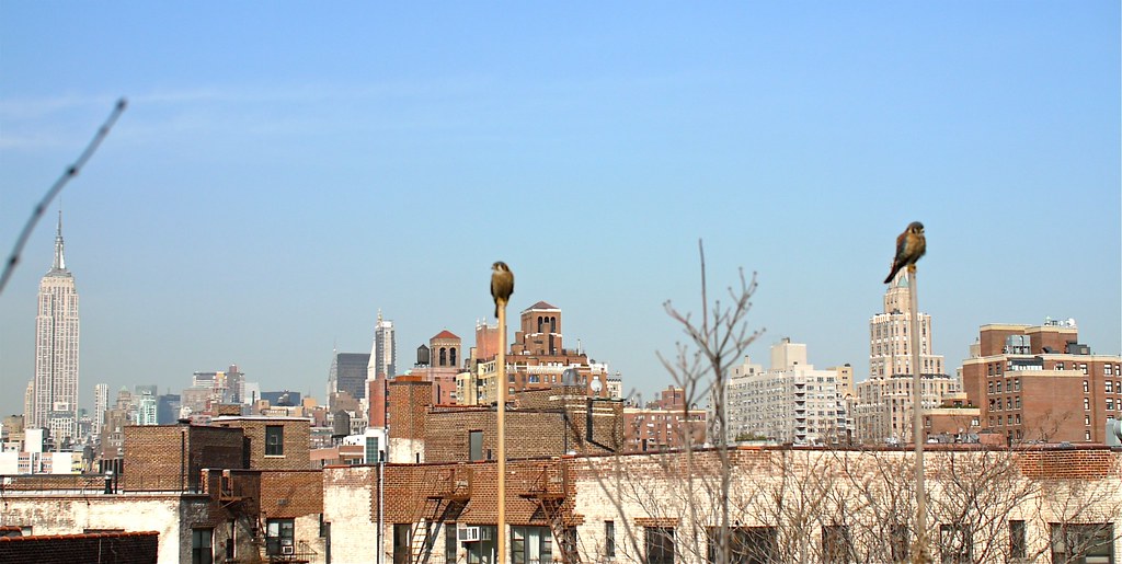 L1030016 Hackett Flickr