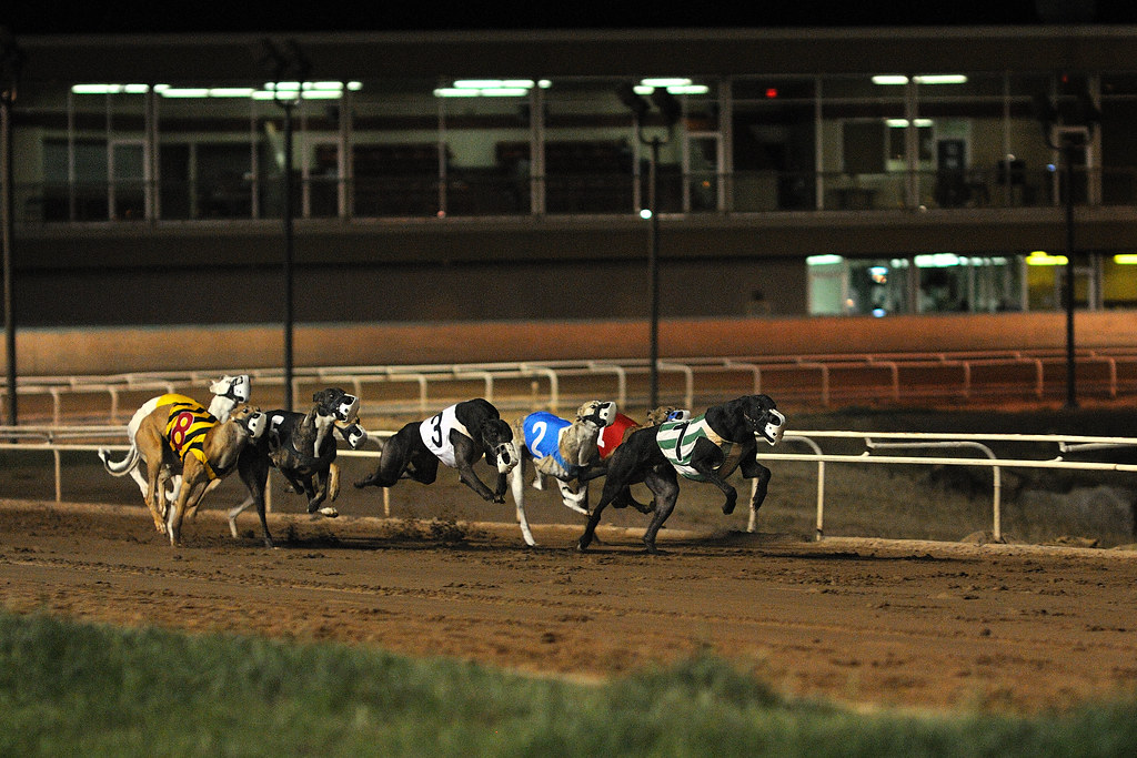 Greyhounds Racing at Phoenix Greyhound Park, Arizona Flickr
