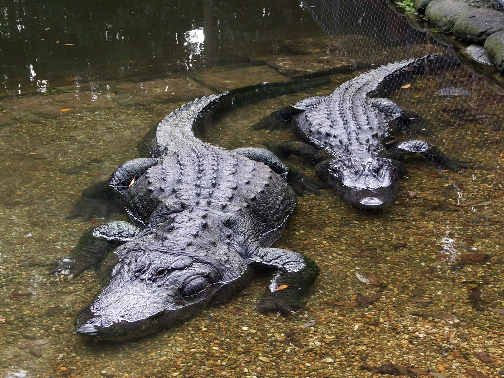 Alligators, Homosassa Springs John Winder Flickr