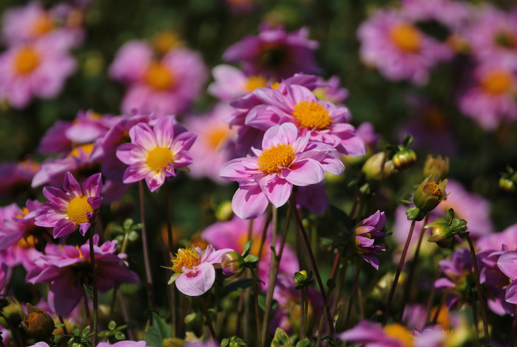 "Rosy Wings" As seen at Swan Island Dahlias. (Located in C… Flickr