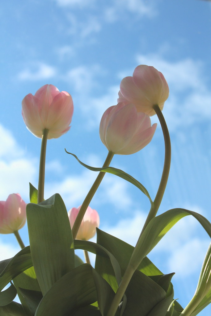 Tesco tulips Oriental_Girl Flickr