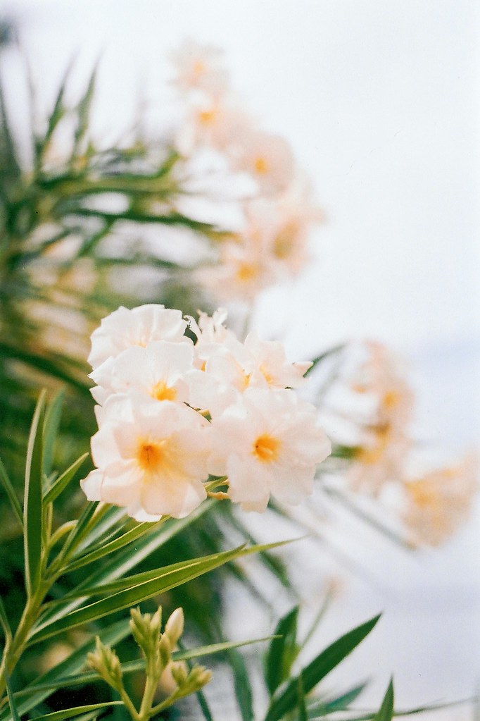 Flowers Grand Cayman Just outside of our residence bfore1 Flickr