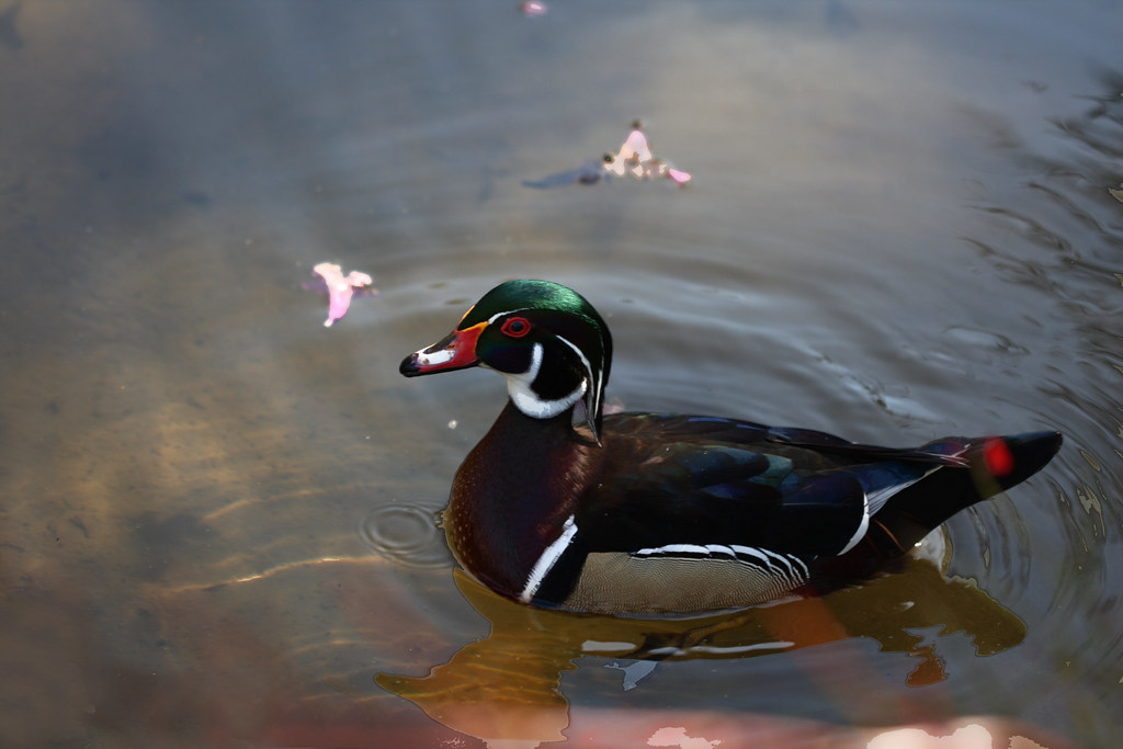 Male Wood Duck Stowe Flickr