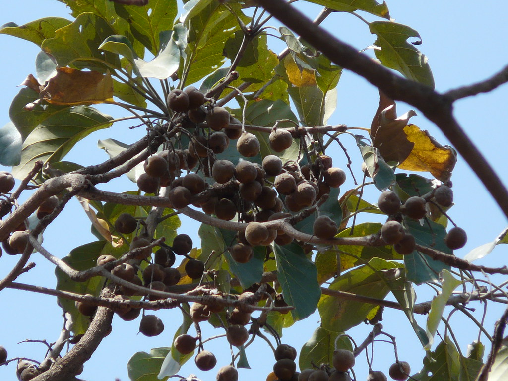Behada (Marathi बेहडा) Combretaceae (rangoon creeper fami… Flickr