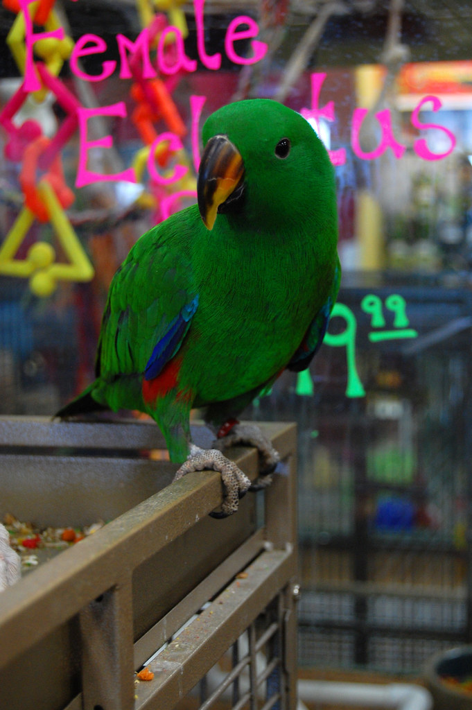 Bird pt.2 One time I went to a pet store Laura Flickr