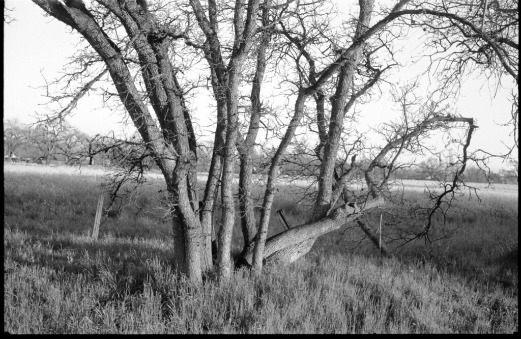 oak stems sunset March 2009 ride to Santa Rosa 100acros Ro… Flickr