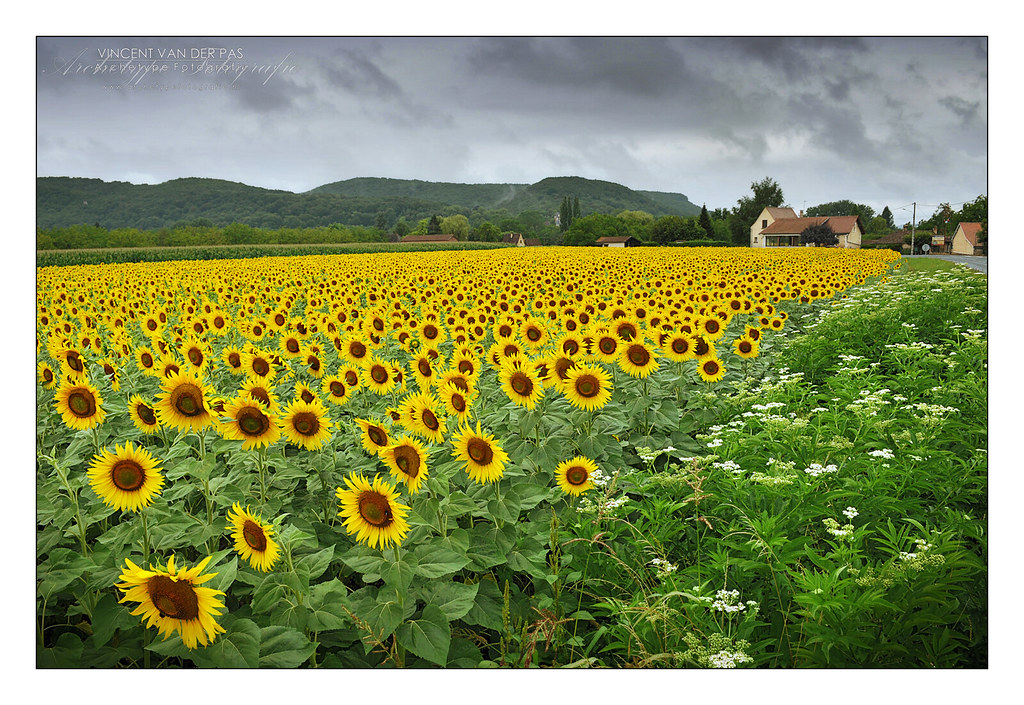 France, Sunflowers Missing the Sun at Beynac View LARGE On… Flickr
