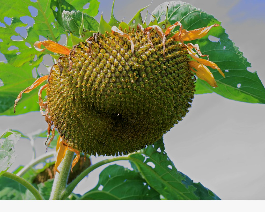 Losing My Petals Sunflower near Carmen, Manitoba Cindy Flickr