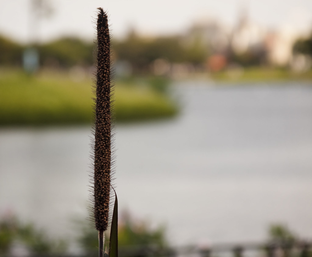 A Reed Grows Detail of a reed along the shores of the Moro… Flickr