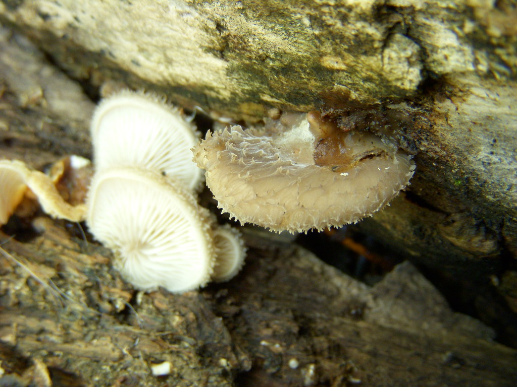 Spined Shoehorn Oyster Mushroom Hohenbuehelia mastrucata, … Flickr