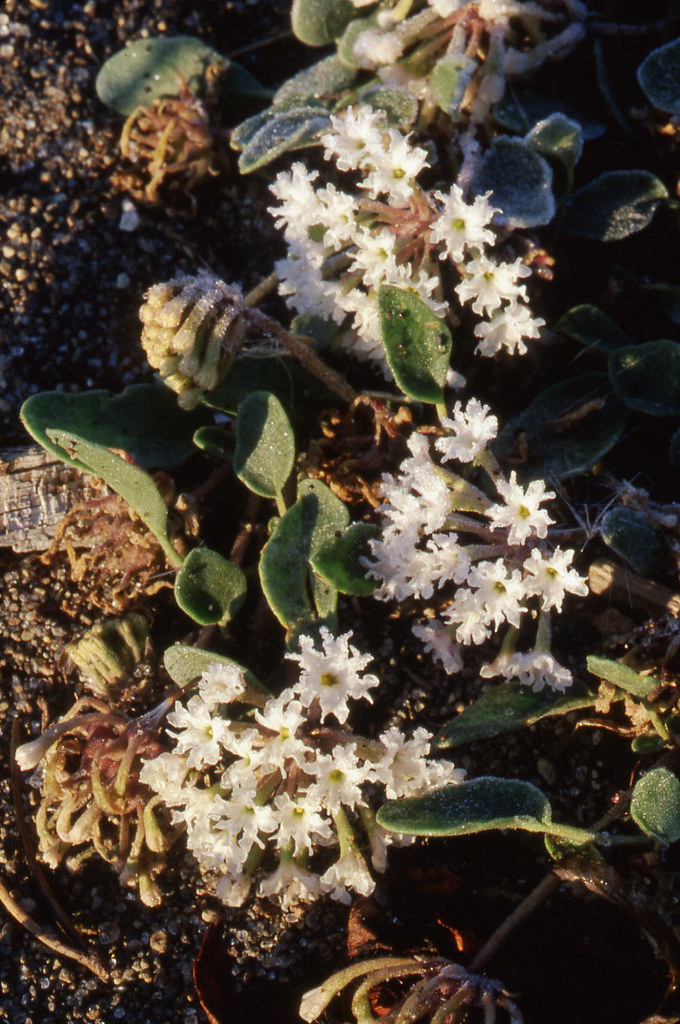Yellowstone Sand Verbena a photo on Flickriver