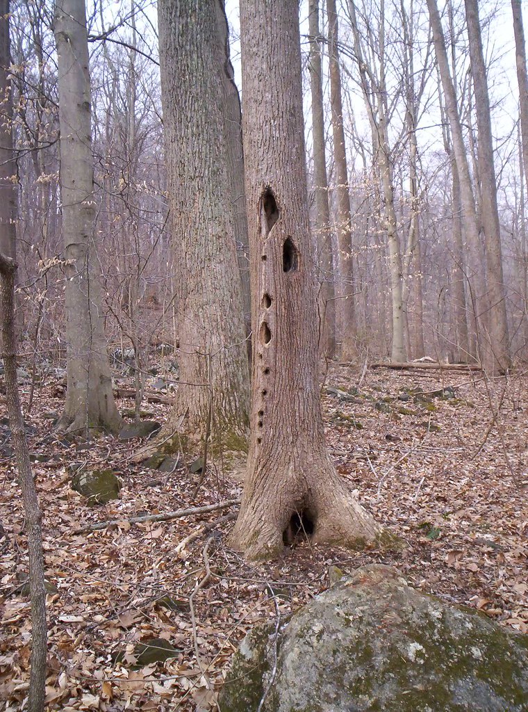 Tree Face The screaming tree Jon Black Flickr