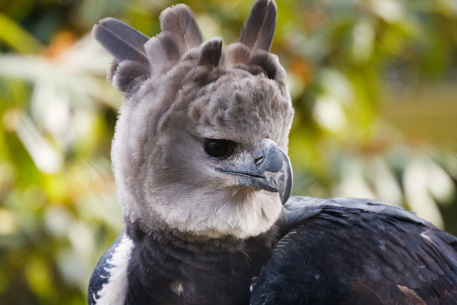 Rainforest Harpy Eagle