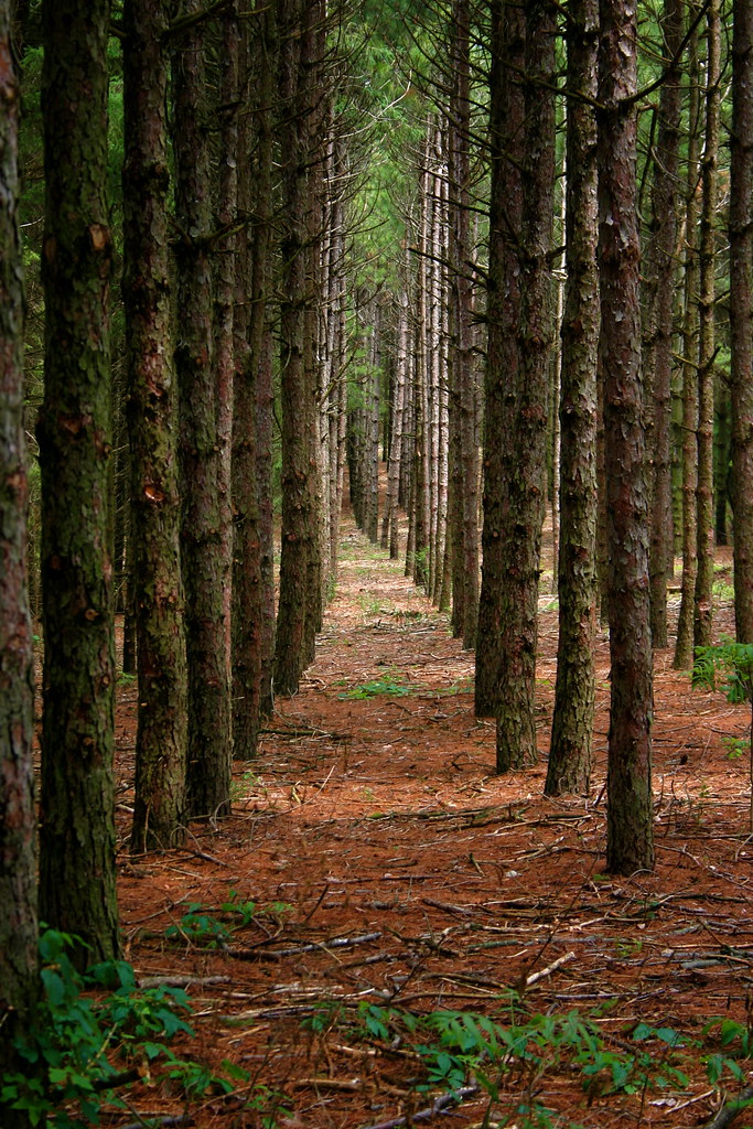 Rows of pine trees The Midwest is filled with these pine p… Flickr