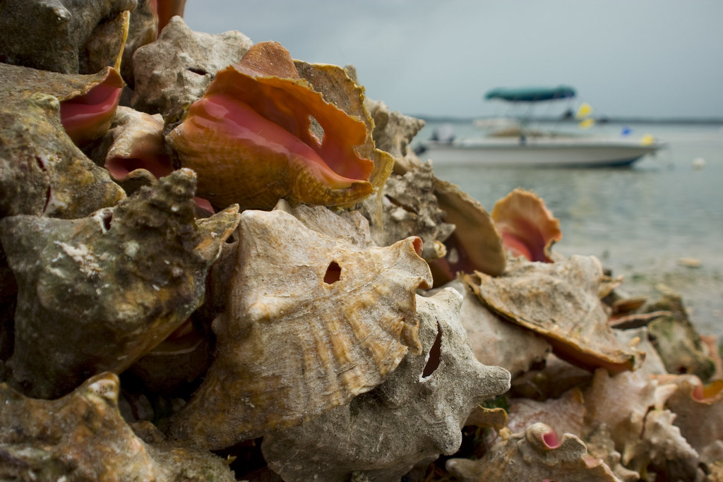 Conch shells Eleuthera is famous for its conch, which visi… Flickr