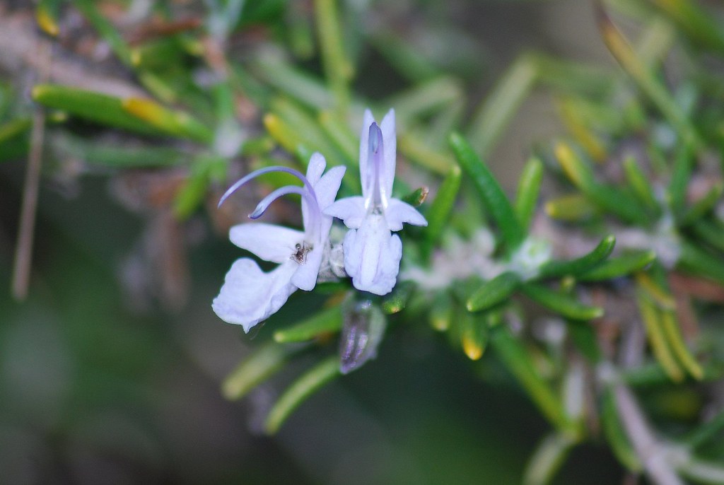 rosemary me 8609 1 Rosemary flower in my front yard in A… Flickr