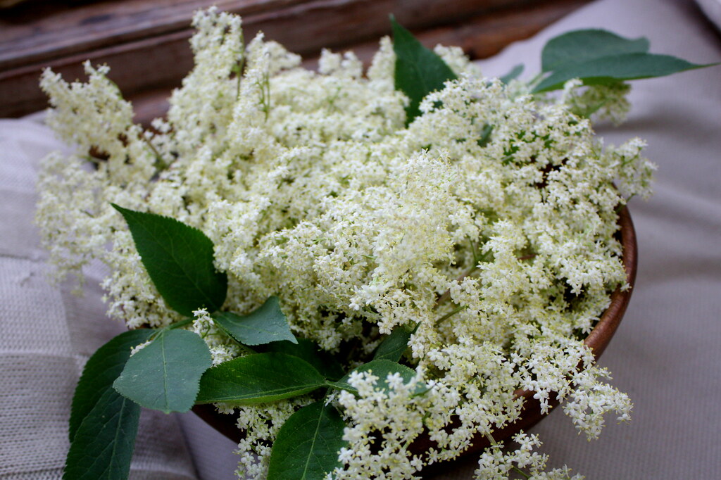 Elder Flower Bouquet for making elderflower cordial noriko