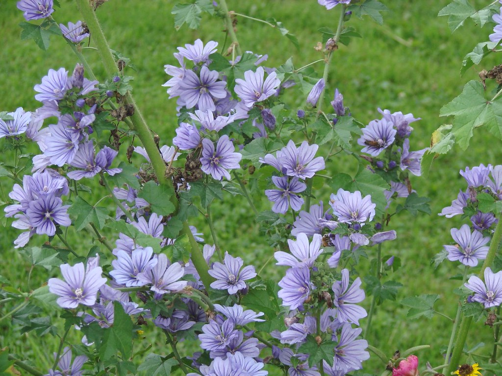 Bee Beard Competition_Aylmer_Ontario 150 Flowers at Clover… Flickr