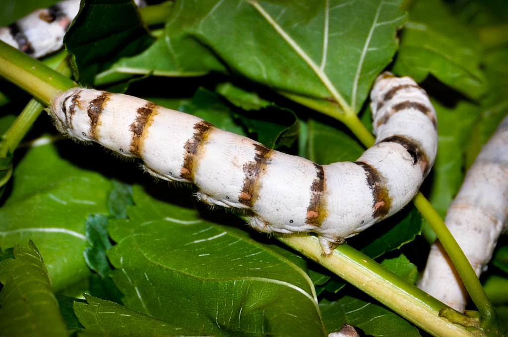 South Africa Silk worm Silk worm. denglidendekop Flickr