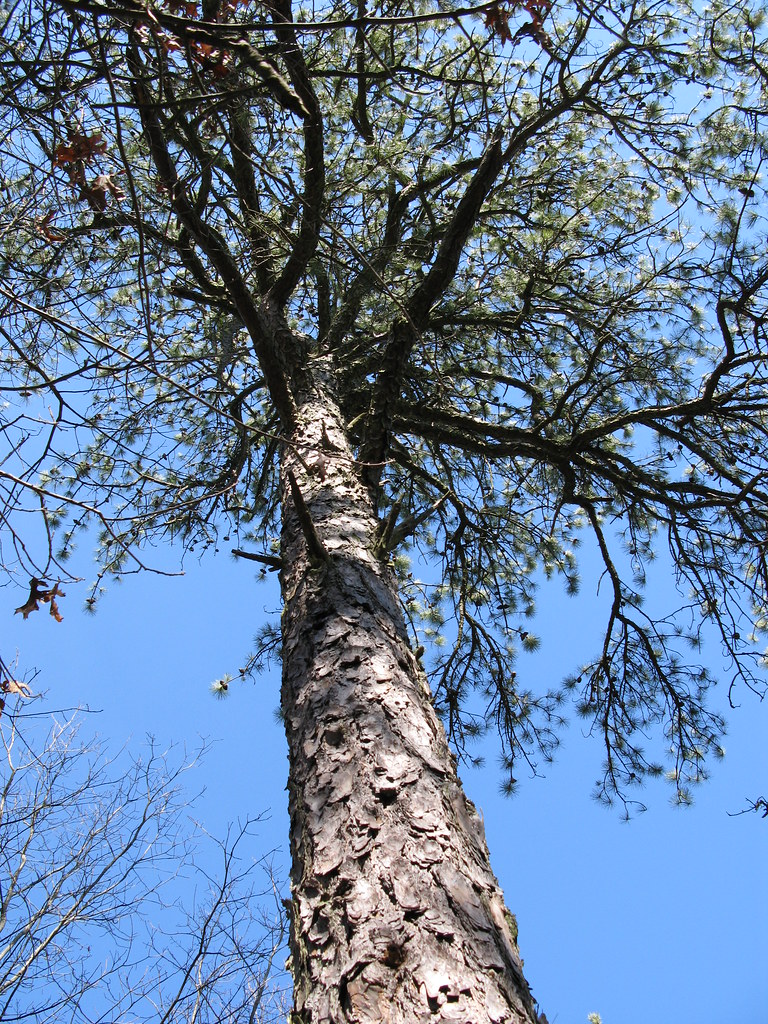Pitch Pine Sandra Richard Flickr
