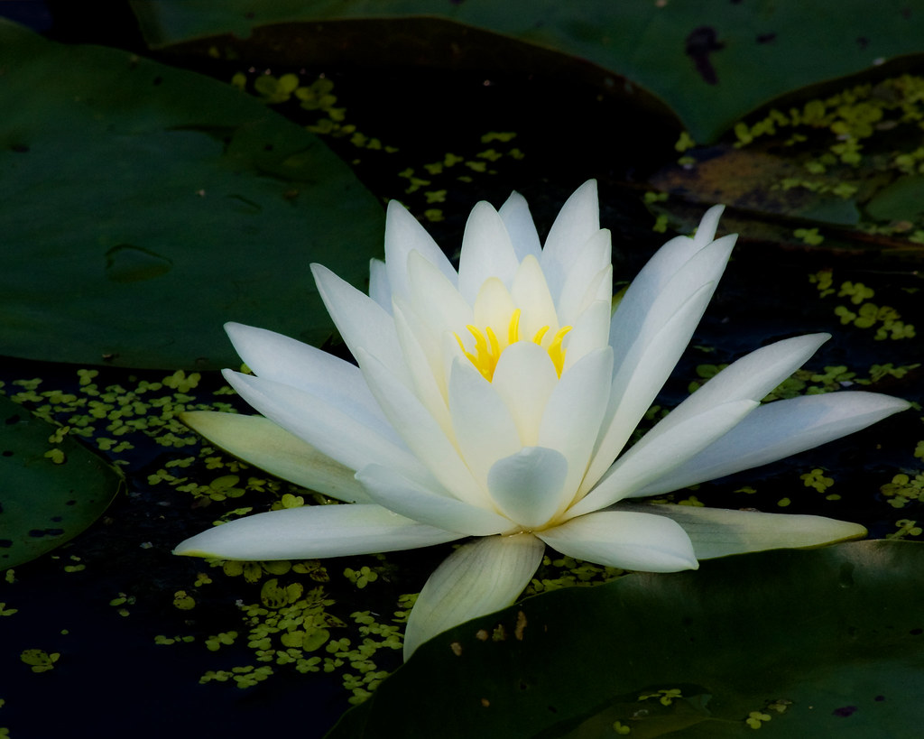White on Green Water lily at Kenilworth Aquatic Gardens in… Flickr