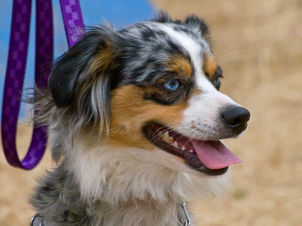 Des Moines Pet Festival Flickr