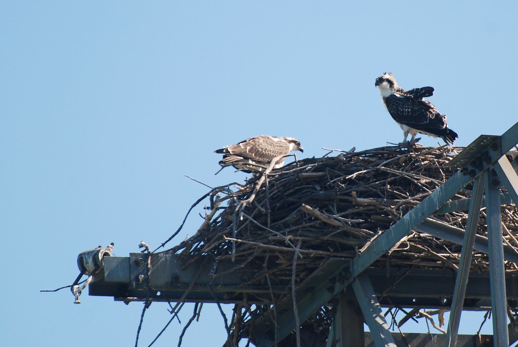 Osprey in Nest 2 20090802_0789 These osprey nested on one … Flickr