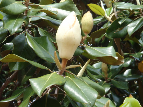Magnolia Magnolia floral bud; TWU Denton campus CameliaTWU Flickr