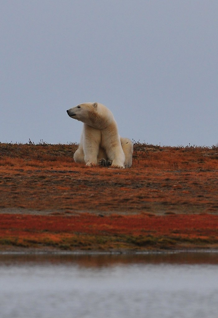 VIEW LARGE The thick fur on these Polar Bears hides a mass… Flickr