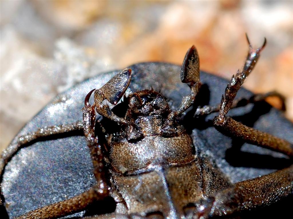 Beetle mouth parts The mouth parts of the Hairy backed pie… Flickr