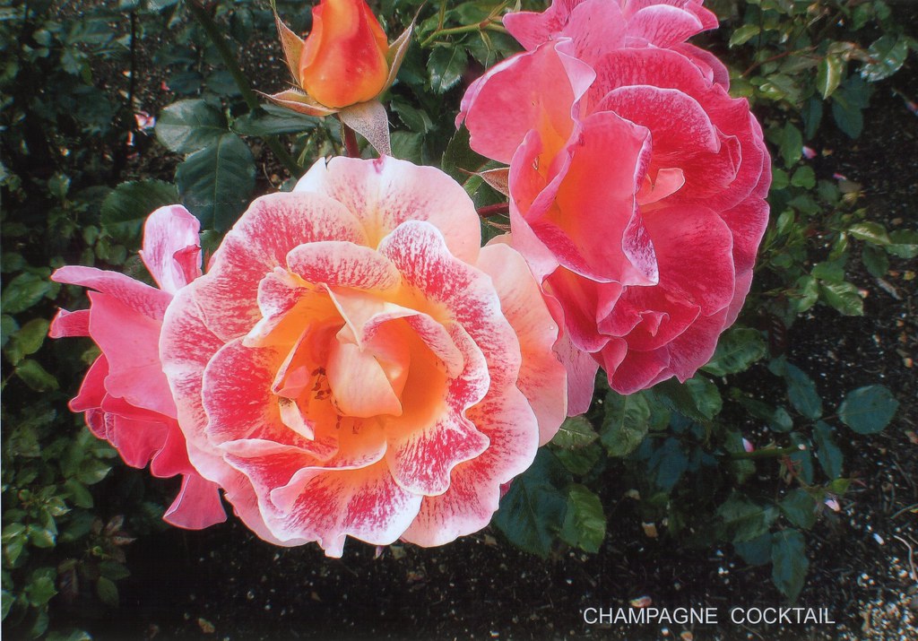 Champagne in bloom... Champagne Cocktail Rose at the Natio… Flickr