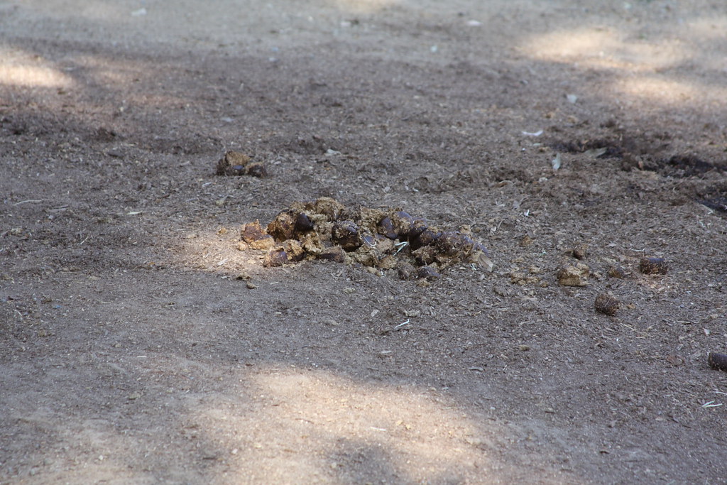 zebra poop © jerel s. it was his idea to take photos of al… Flickr